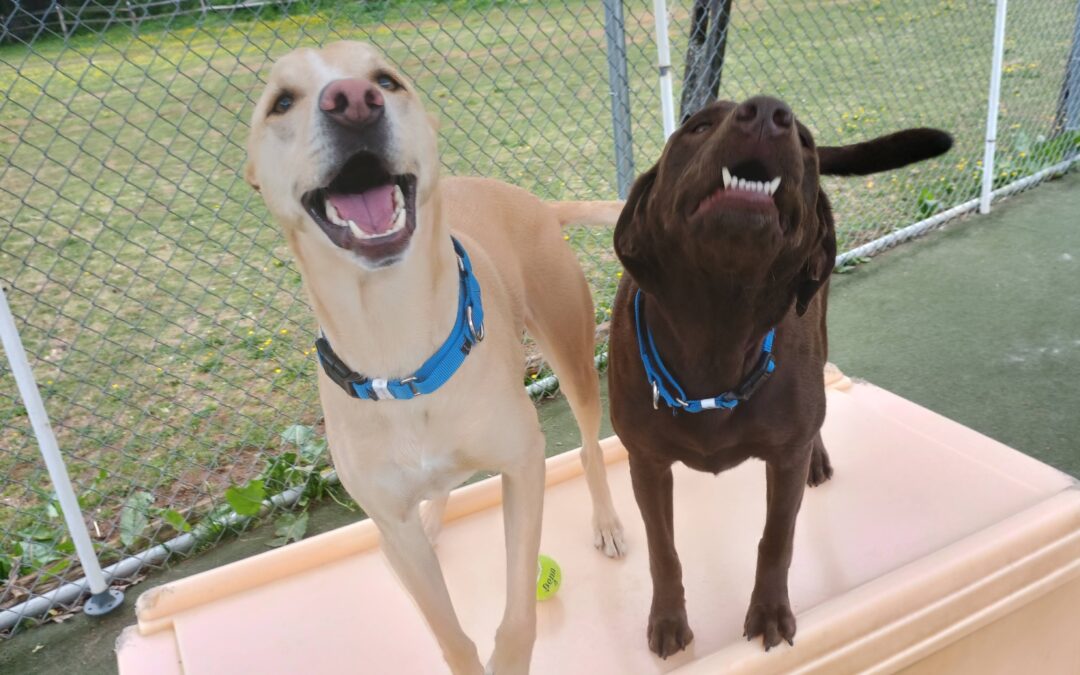 05/11/2026 Tennis Ball Play, Toppl, Sit/Stay ! :)