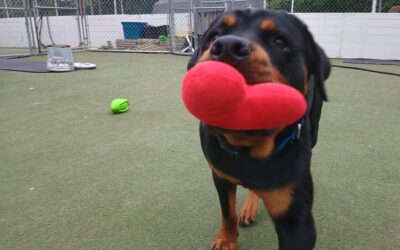 5-14-26 Squeaky Toys, Lickmat, Go To Place