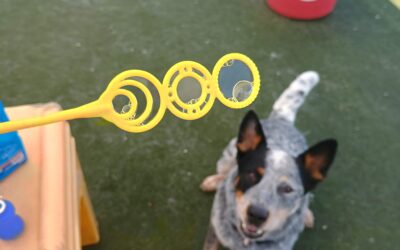 05/18/2026 Bubbles, Scatter Treats, Weave Cones! :)