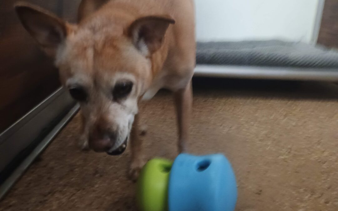 05/20/2026 Football, Toppl, Loose Leash Walking! :)
