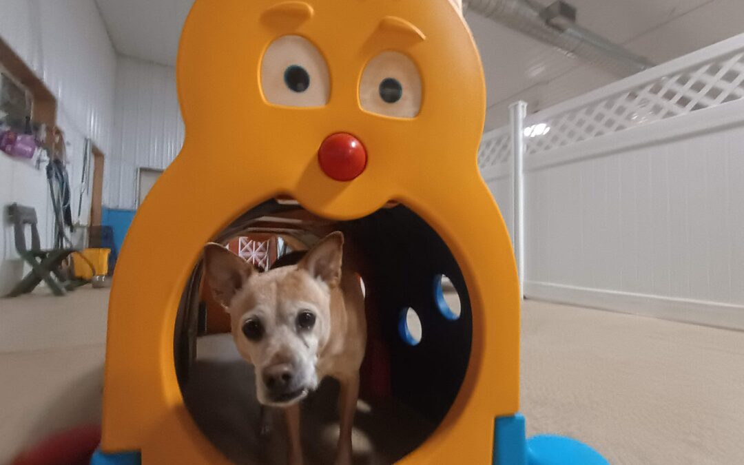 5/23/2026 Squeaky Toys, Towel Roll Up, & Tunnel!!