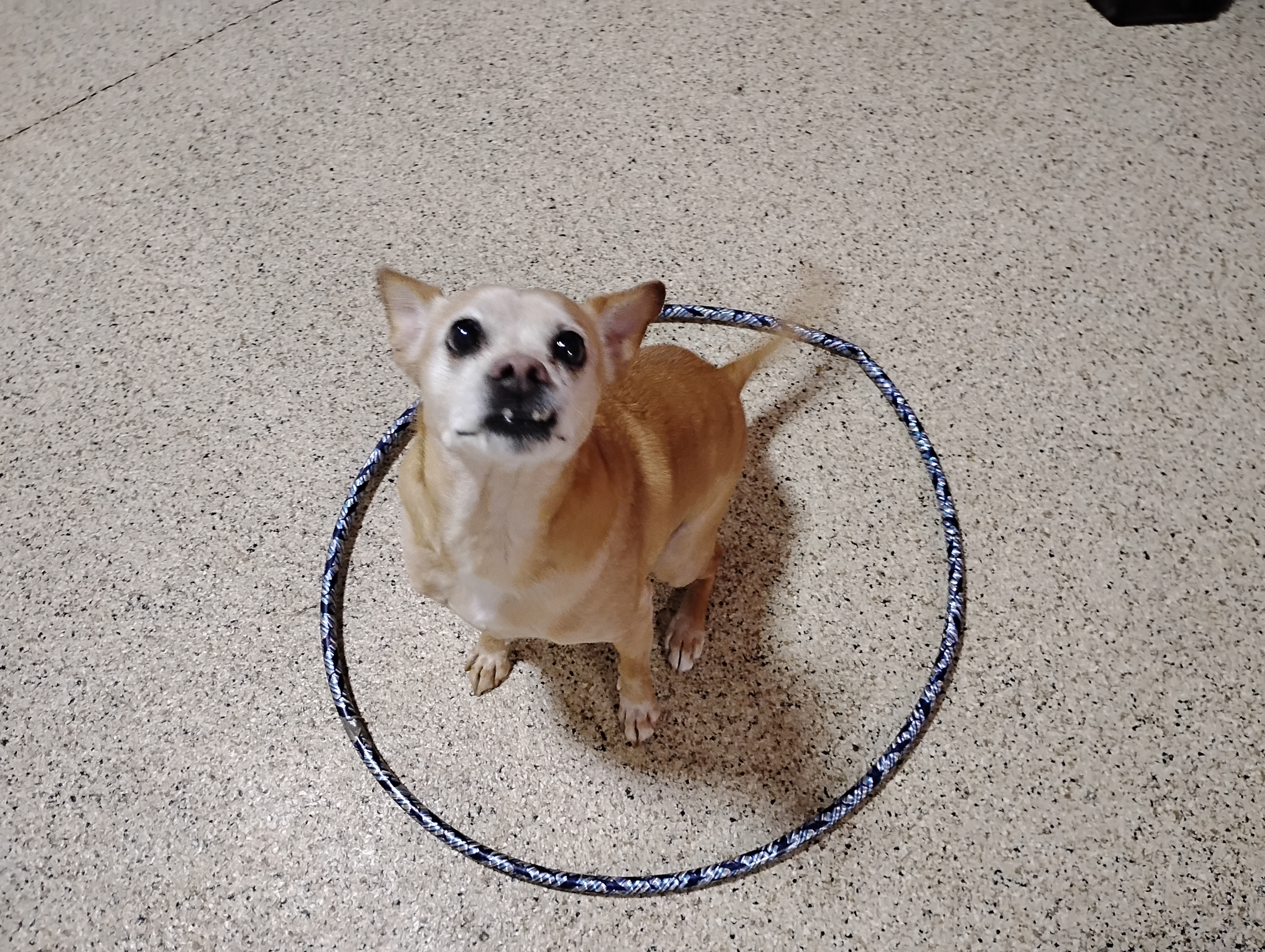 05/26/2026 Tug Toy, Muffin Tin, Go to Place :)