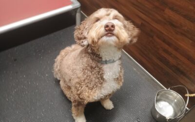 5-29-26 Tennis Balls, Scatter Treats, and Wait at Door! :)