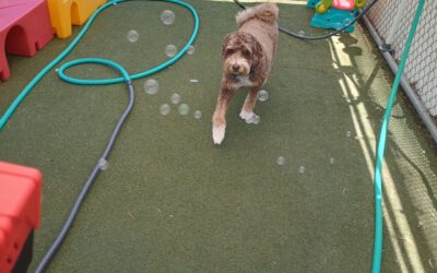 06/01/2026 Bubbles, Kong Wobbler, Playbook Recall :)