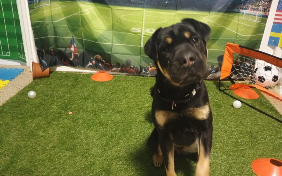 06/04/2026 Football, Towel Roll Up, Agility :)