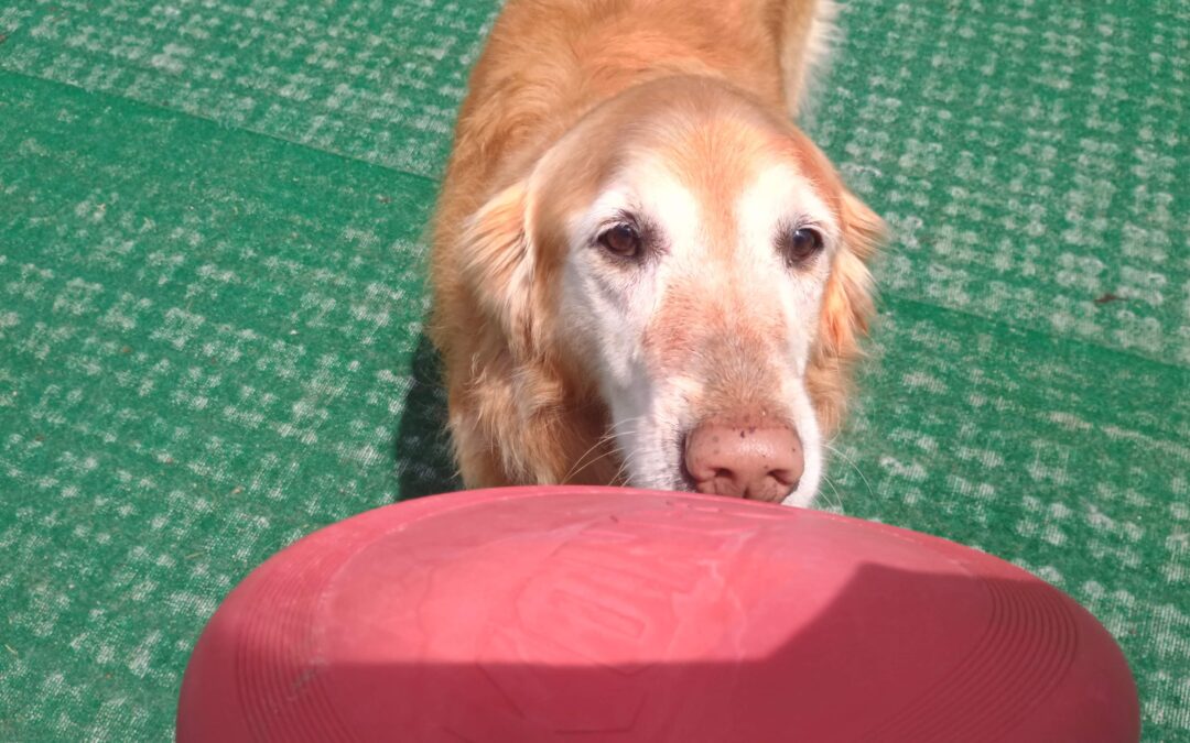 6-5-26 Frisbees, Lickimat, Treat Trail! :)