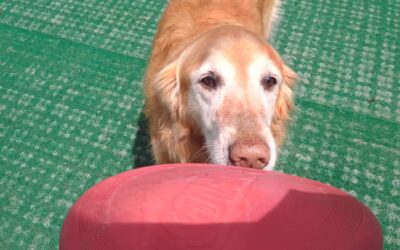 6-5-26 Frisbees, Lickimat, Treat Trail! :)