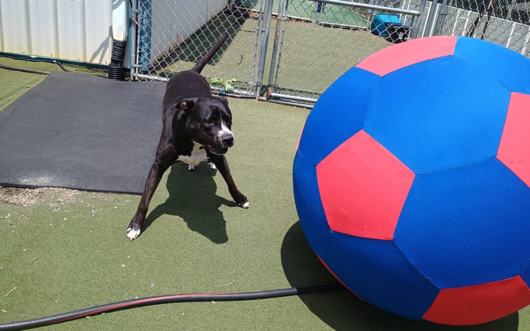 6/7/2027 XL Ball Chase, Megalast Bone, & Player Weave!! :)