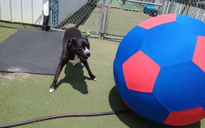 6/7/2027 XL Ball Chase, Megalast Bone, & Player Weave!! :)