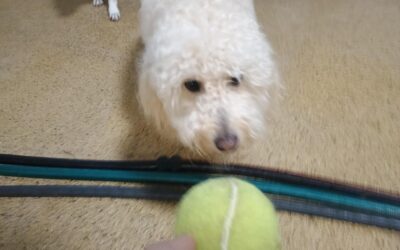 6-11-26 Tennis Balls, Toppl, + Basics Challenge! :)