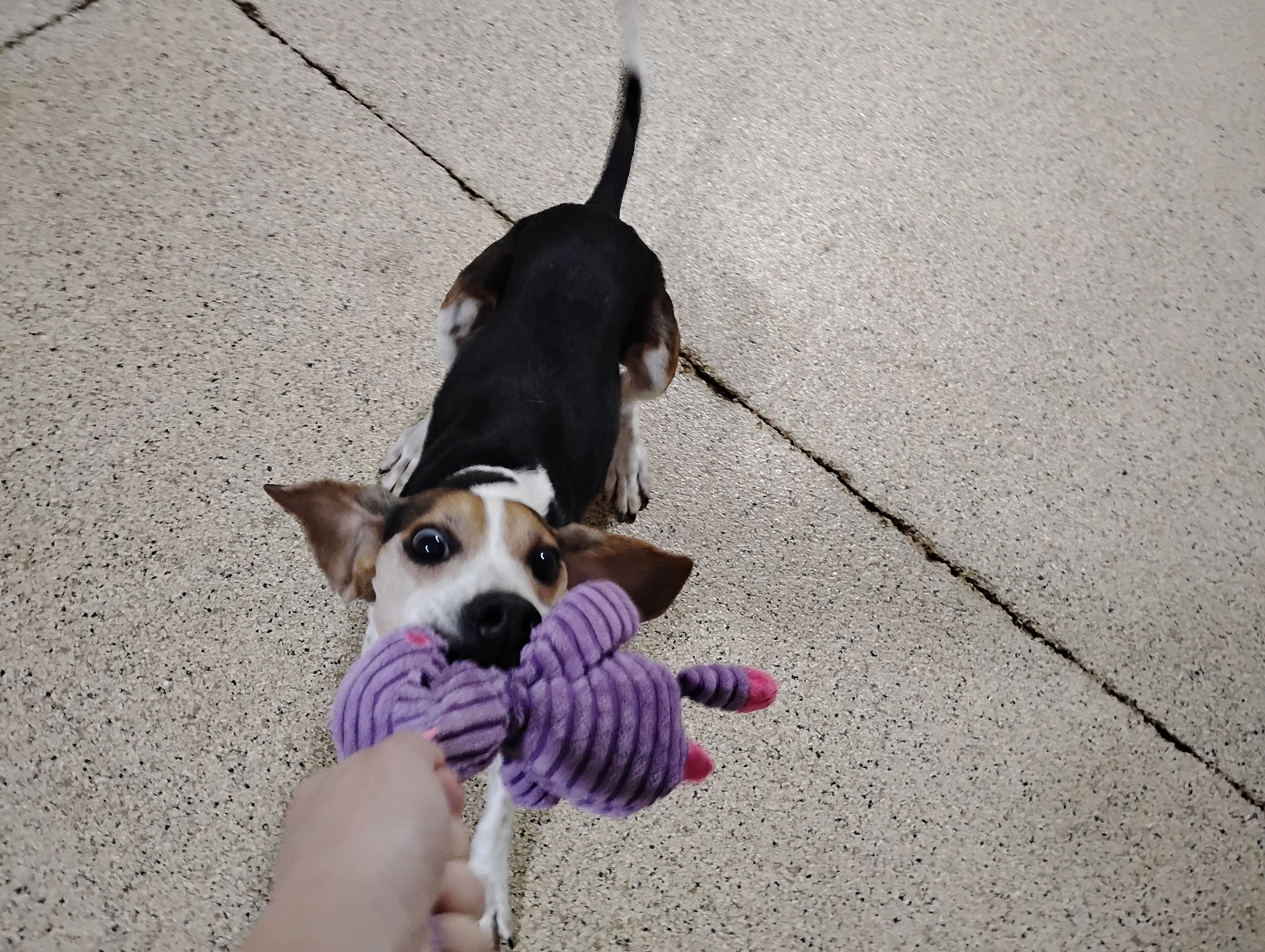 6-14-26 Squeaky Toys, Lickimat, Sports Massage! :)