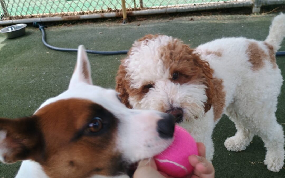 6-19-26 Tennis Balls, Kong Wobbler, Soccer Mat Snacks Challenge! :)