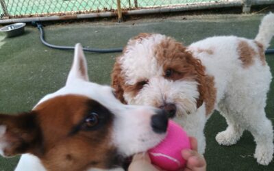 6-19-26 Tennis Balls, Kong Wobbler, Soccer Mat Snacks Challenge! :)
