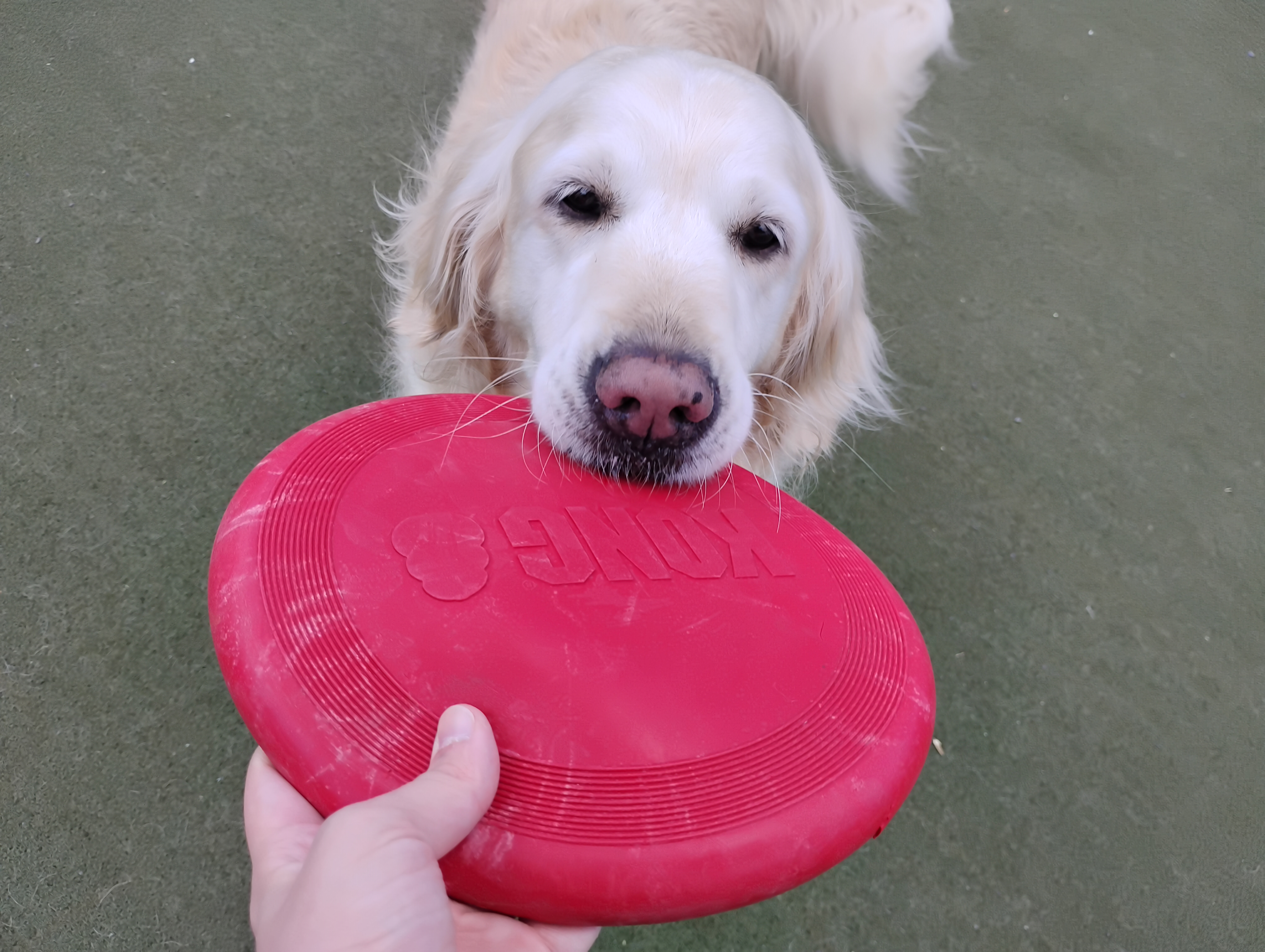 6-21-26 Frisbees + Snufflemats! :)