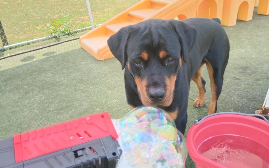 6-25-26 Bubbles, Scatter Treats, World Cup Scent Space! :)