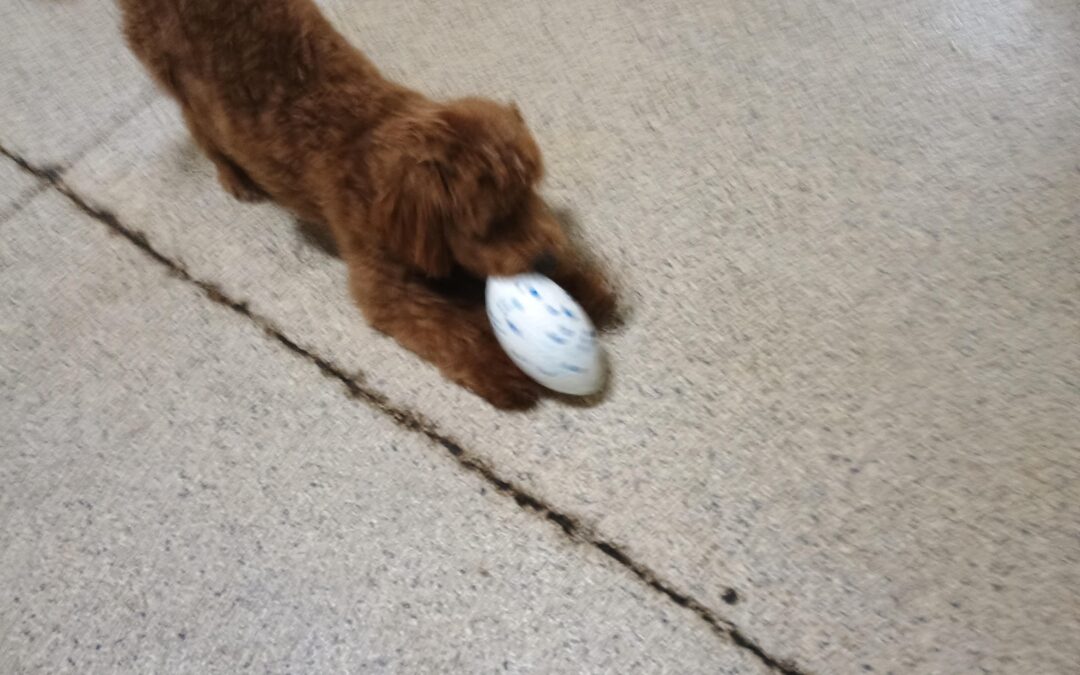 06/30/2026 Playtime! :)