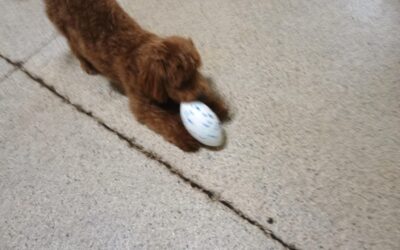 06/30/2026 Playtime! :)