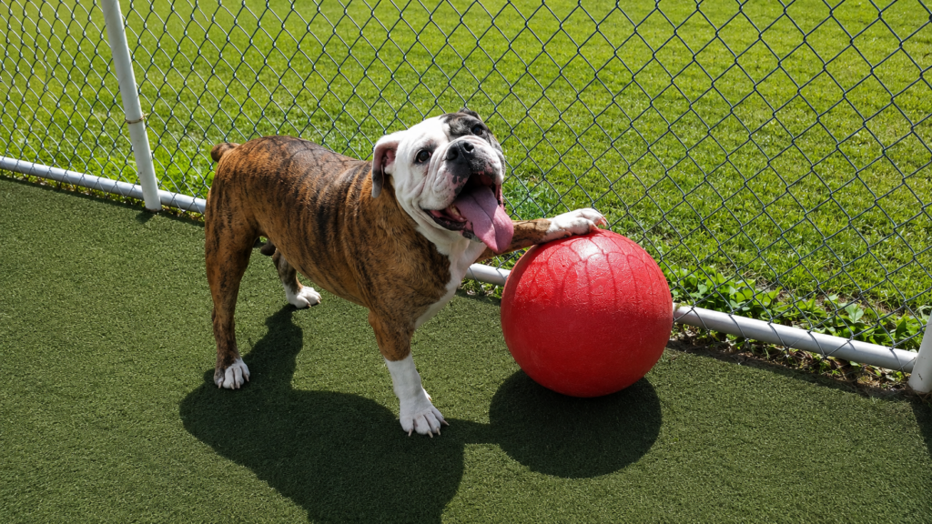 Happy bulldog playing with red ball at enriching dog daycare at Dogs on the Farm in Middletown, NJ