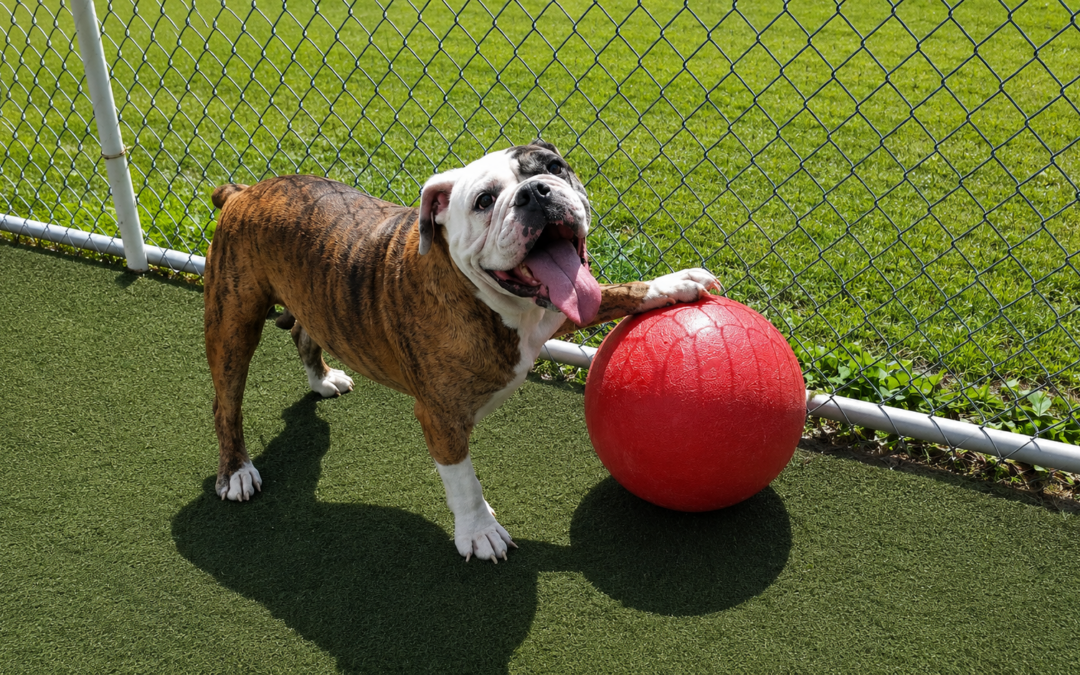 Become a Better Dog Parent