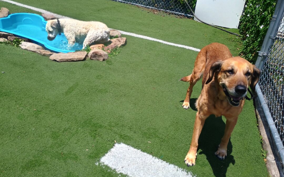 7-13-26 Sprinkler, Lickimat, + Scent Space! :)