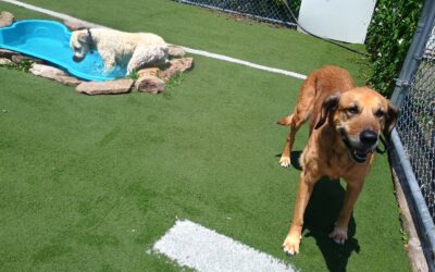 7-13-26 Sprinkler, Lickimat, + Scent Space! :)