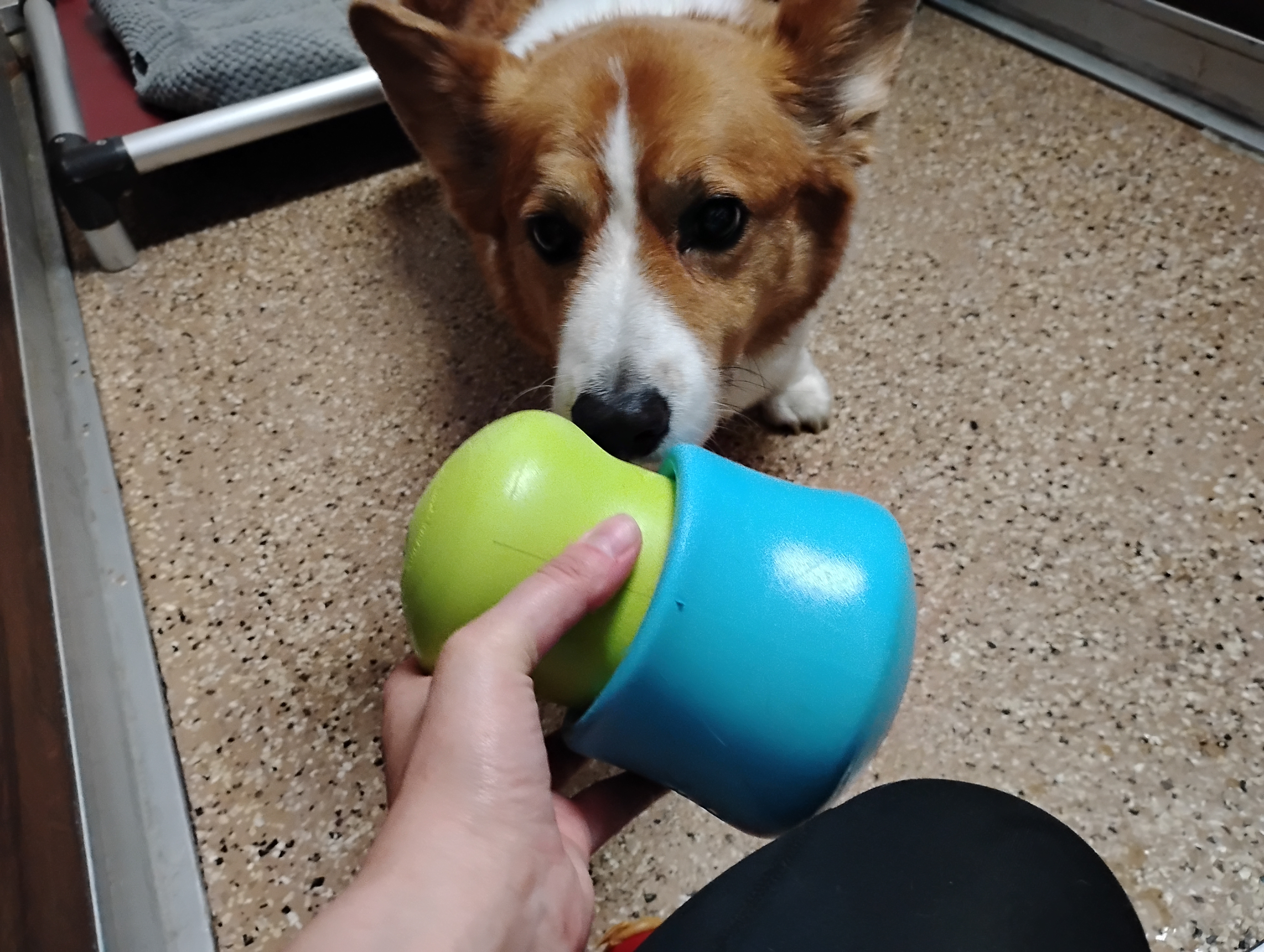 7-2-26 Chuck It, Toppl, Firework De-Sensitization, + Pup Cups! :)