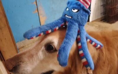 7-3-26 Patriotic Plush, Snufflemat, Cool Pup Chew! :)