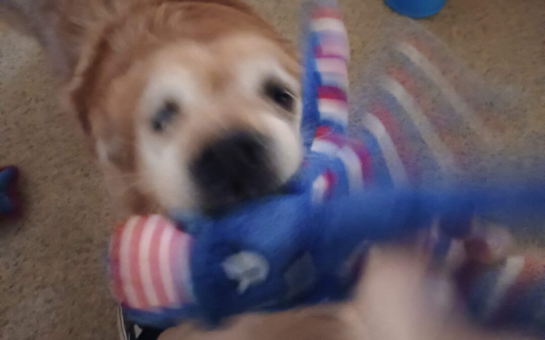 7-4-26 Patriotic Plush, Bobbing for Balls, Shell Game! :)