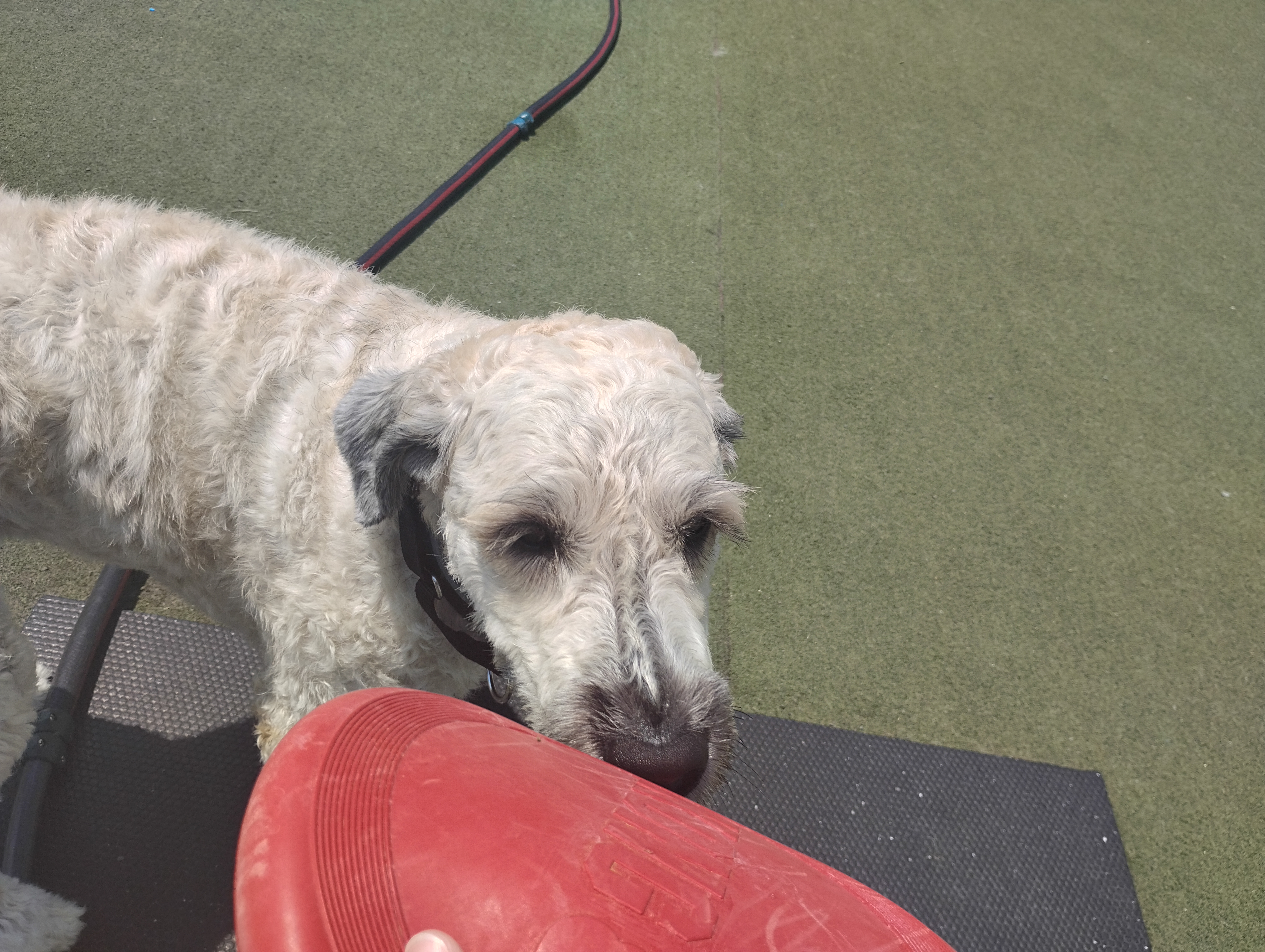 7-12-26 Frisbee, Towel Roll Up, Loose Leash Walking! :)