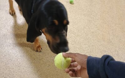 7-17-26 Tennis Balls, Kong Wobbler, Shell Game! :)