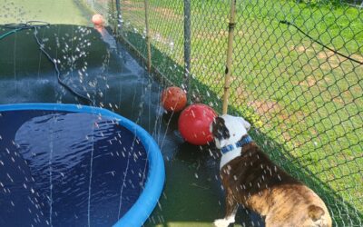 7-24-26 Swim Time, Muffin Tin Treats, Loose Leash Walking! :)
