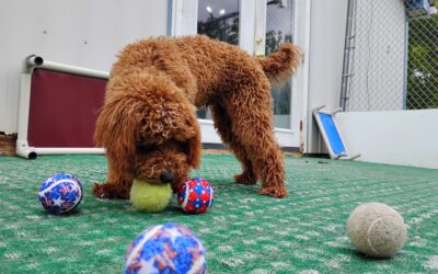 07/29/2026 Tennis, Scatter treats, Shell Game ! :)