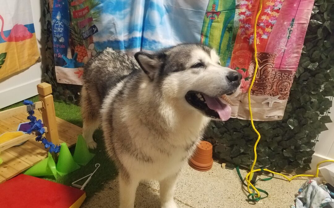8-22-26 Swim Time, Tropical Treat Snuffle,+ Boogie Board! :)