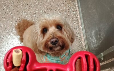 8-6-26 XL Ball Chase, Muffin Tin Treats, Sit/Stay! :)