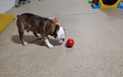 8-7-26 Tennis Balls, Kong Wobbler, Shell Game! :)