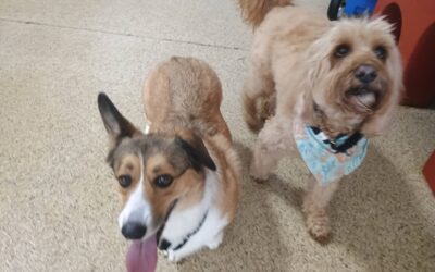 8-9-26 Jolly Eggs, Scatter Treats, Wait At Door