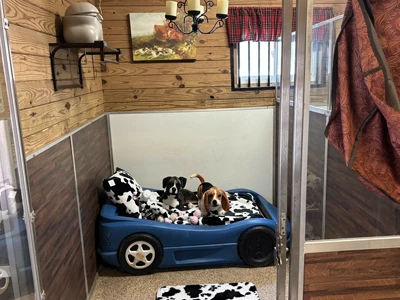 dogs sitting car dog bed in signature suite at Dogs On the Farm near Shrewsbury, NJ