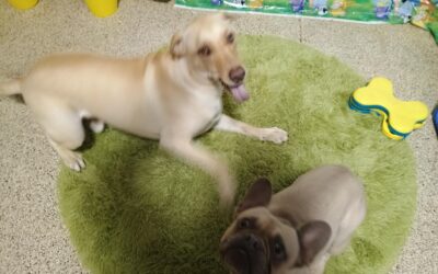 9-3-26 Squeaky Toys, Towel Roll Ups, Puppymon Battle! :)