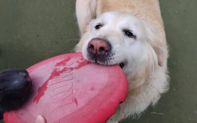 9-5-26 Frisbees, Lickimat, Which Hand? Afternoon Activities! :)