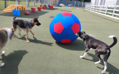 9-6-26 XL Ball Chase, Megalast Bone, Paws Up