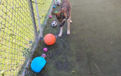 9-7-26 Tennis Balls, Kong Wobbler, Shell Game! :)