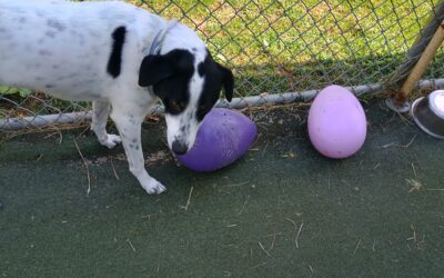 09/09/2026 Jolly Eggs, Scatter Treats, Puppymon Go Walk :)