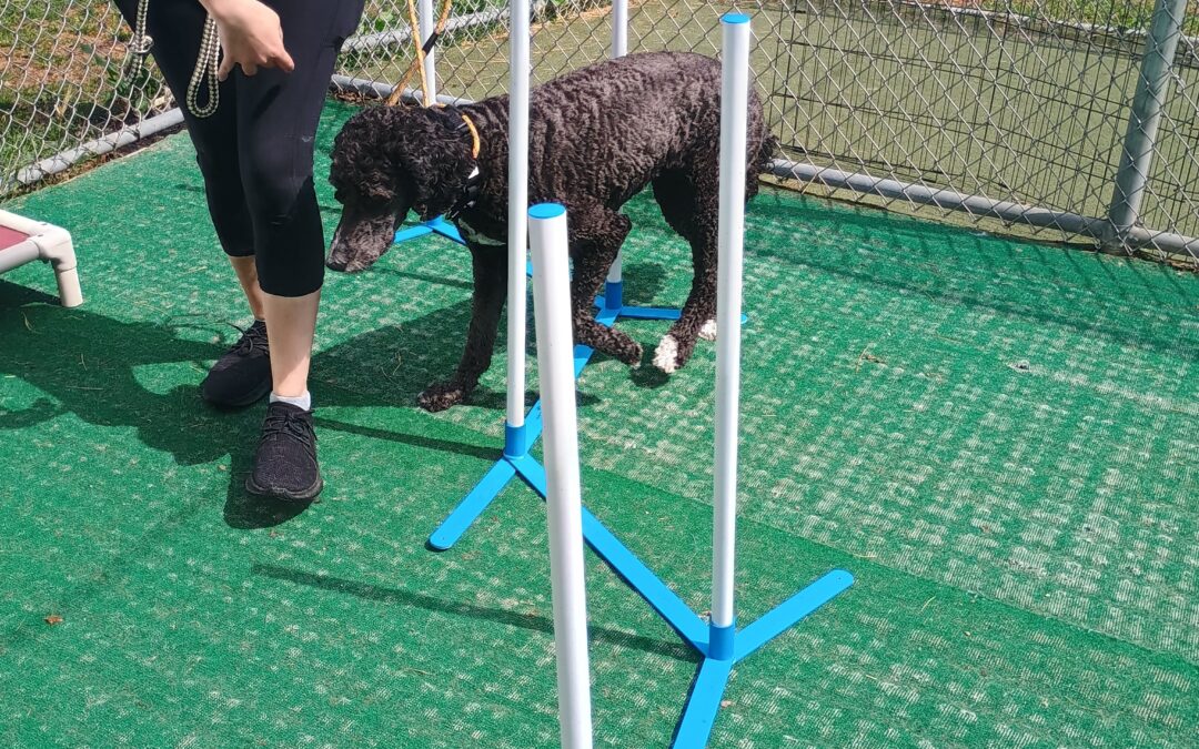 9-12-26 Soccer, Snufflemat, + Weave Poles! :)