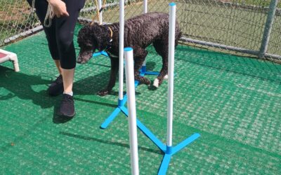 9-12-26 Soccer, Snufflemat, + Weave Poles! :)
