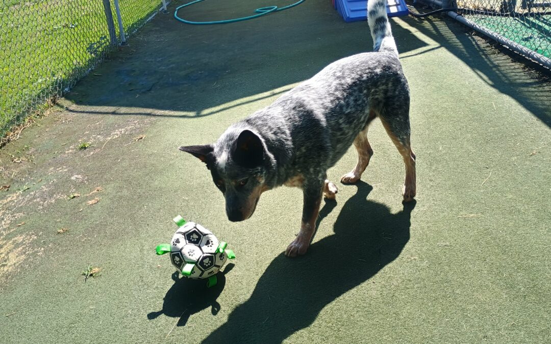 09/16/2026 Soccer, Puppymon Find Team Barkit Battle, Muffin Tin :)