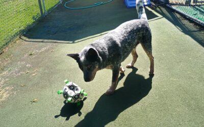 09/16/2026 Soccer, Puppymon Find Team Barkit Battle, Muffin Tin :)