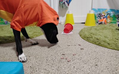 09/23/2026 Tennis Balls, Scatter Treats, Where’s My Puppymon?