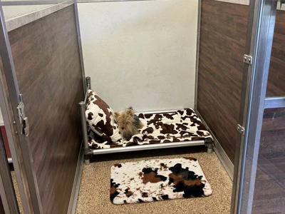dog sitting on cow print cot and blanket in farm house suite at Dogs on the Farm for Dog Boarding near Monmouth Beach, NJ
