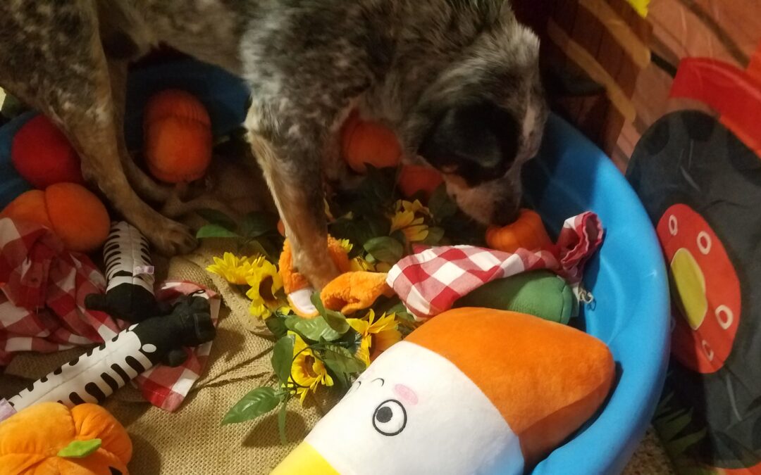 10/08/2026 Tug Toys, Toppl, Pick a Pumpkin Scent Game! :)