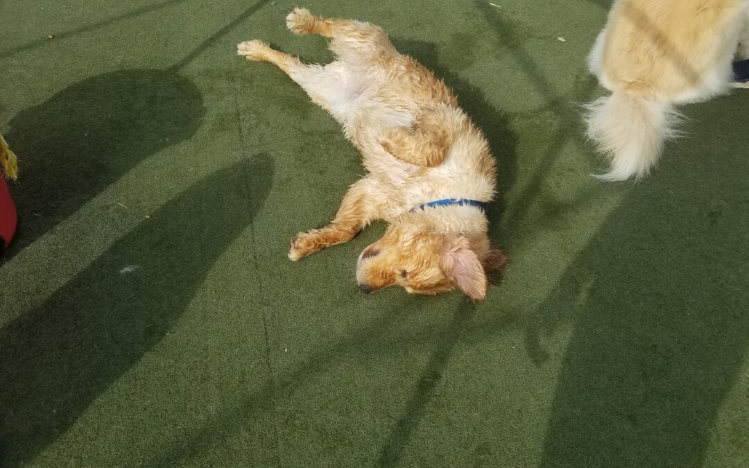 10/14/26 Playtime! :)